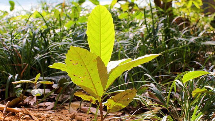 植物树木绿色叶子一棵小树实拍4K