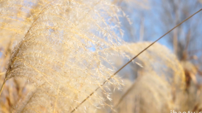 植物冬景枯黄的芦苇草自然意境空镜4K实拍