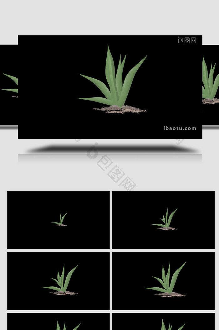 易用写实类mg动画植物类绿色龙舌兰