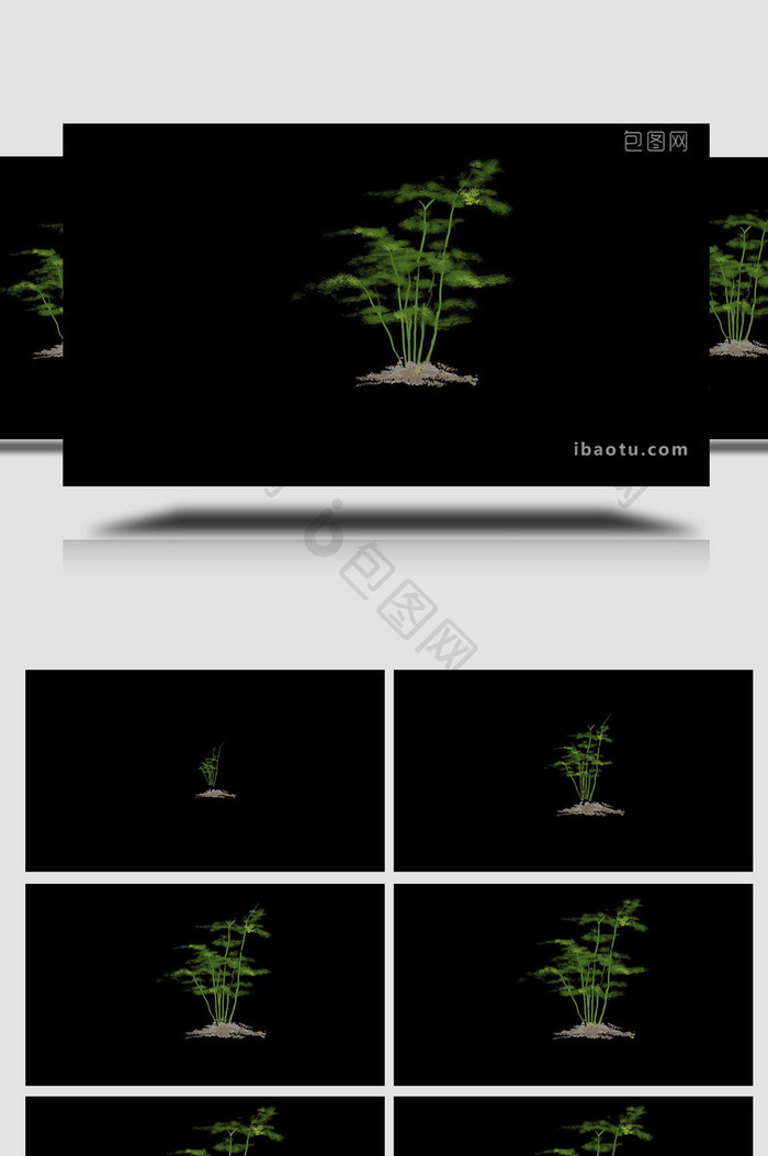 易用写实类mg动画植物类绿色文竹