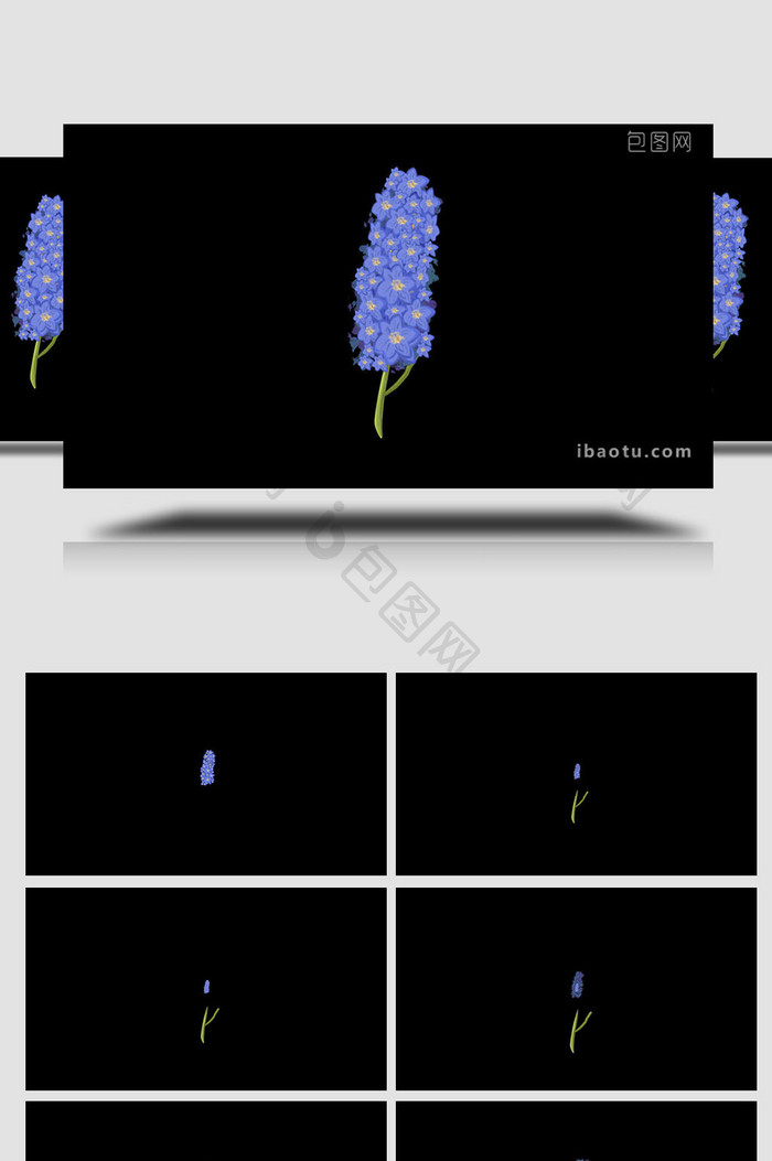 易用写实类mg动画植物类紫色翠雀花