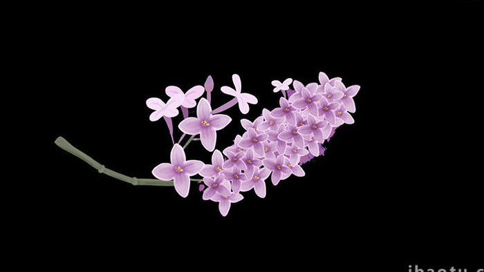 易用写实类mg动画植物类紫色丁香