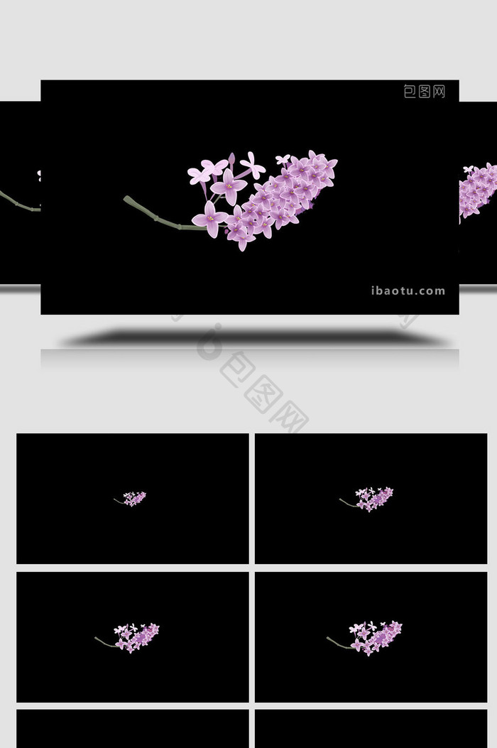 易用写实类mg动画植物类紫色丁香