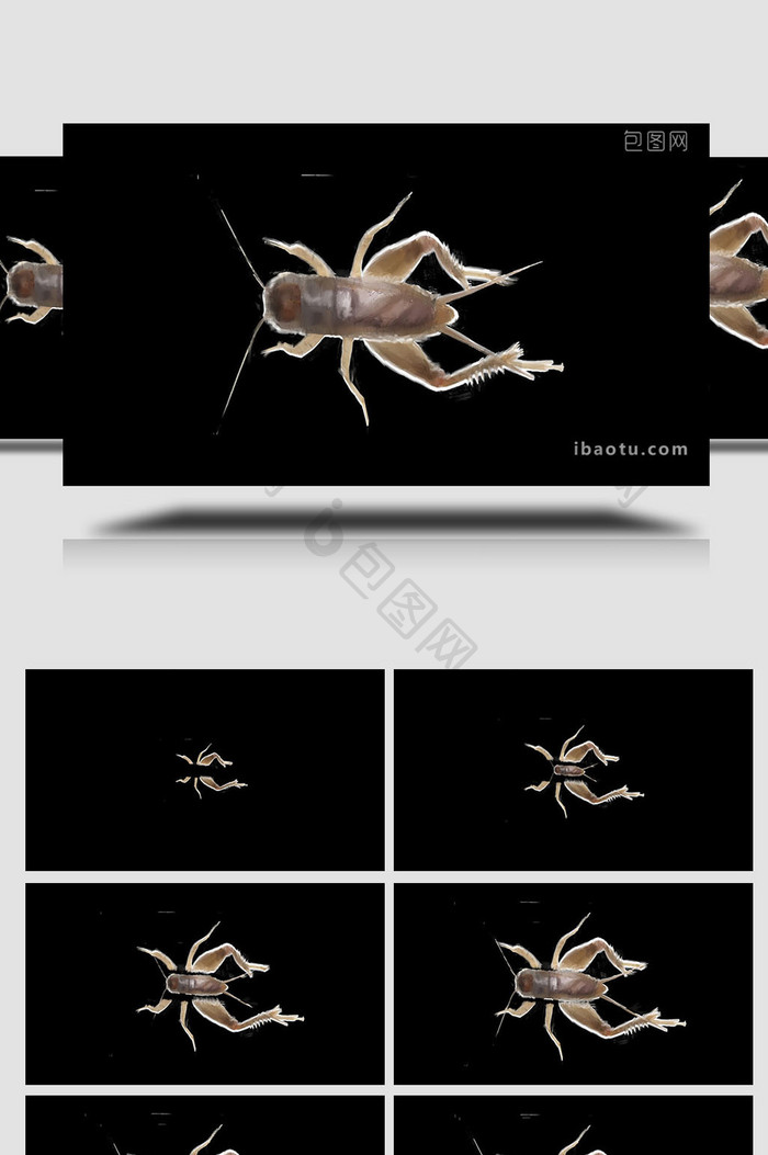 易用写实自然动物类mg动画蟋蟀