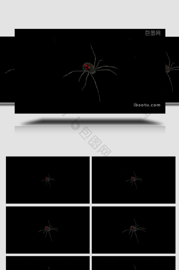 易用写实mg动画自然动物类蜘蛛