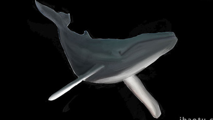 易用写实自然动物类mg动画鲸鱼