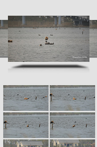 实拍4K野生动物赤麻鸭野鸭视频图片