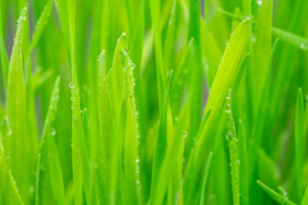 24节气雨水叶径上的水珠