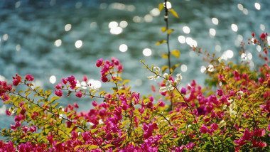 植物写意阳光下湖边盛开的花朵空镜实拍