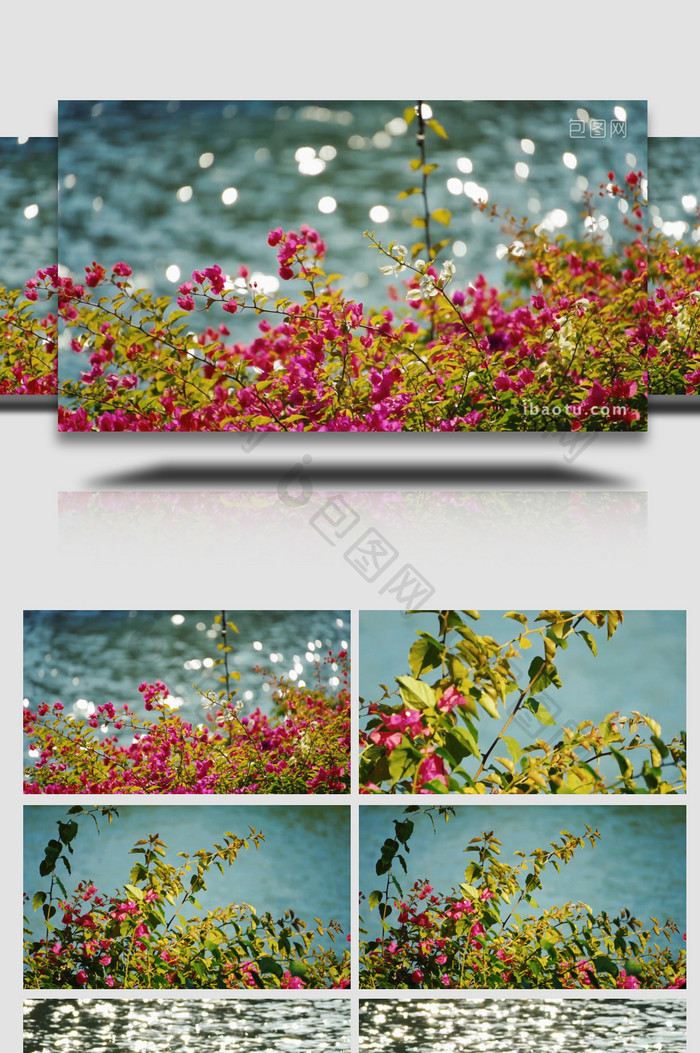 植物写意阳光下湖边盛开的花朵空镜实拍