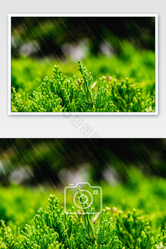 24节气雨水植物雨滴图片