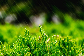 24节气雨水植物雨滴