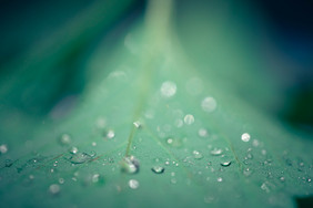 24节气雨水树叶雨滴