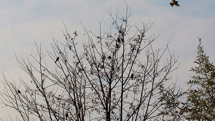 农村自然环境树木树枝鸟类自由飞翔实拍4K