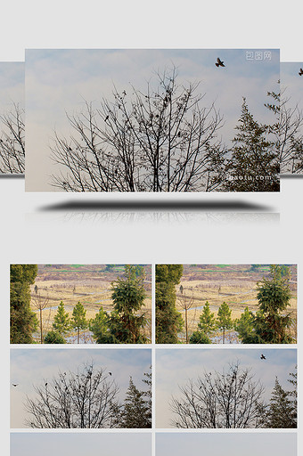 农村自然环境树木树枝鸟类自由飞翔实拍4K图片