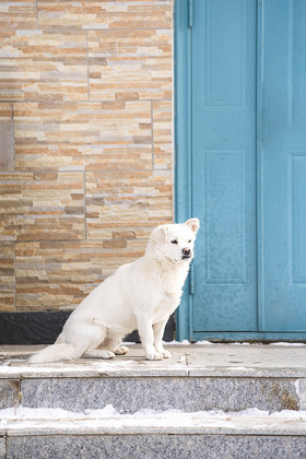 冬日雪后坐在门口的小狗