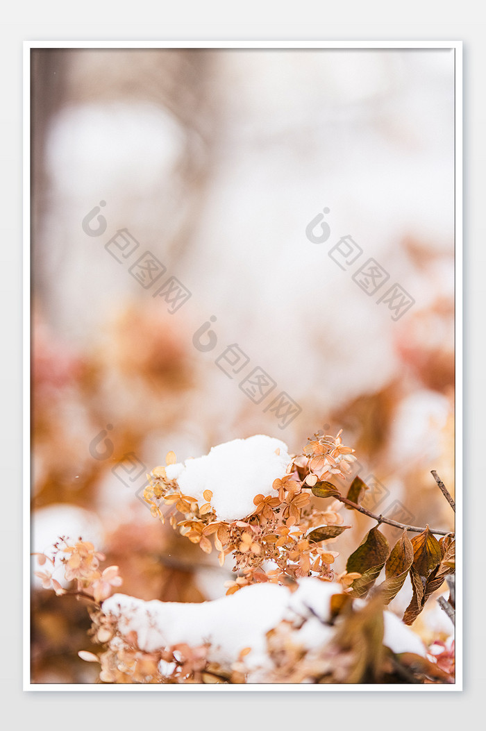 冬季唯美雪景白色积雪