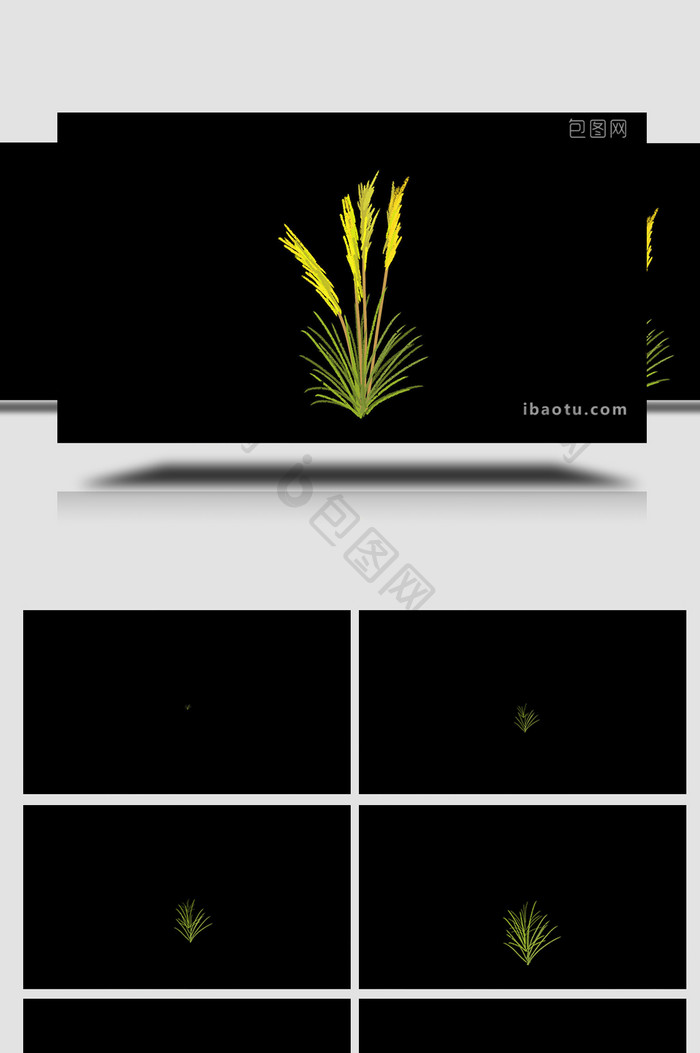 易用卡通类mg动画植物类一丛芦苇草