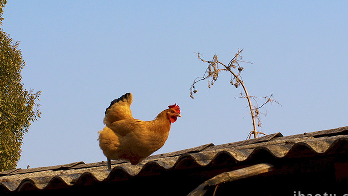 农村田园动物散养土鸡母鸡一只鸡实拍4K