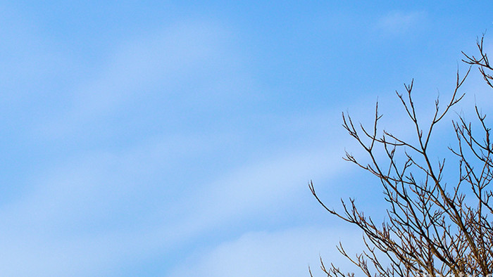 自然天空蓝天白云树梢鸟群延时4K