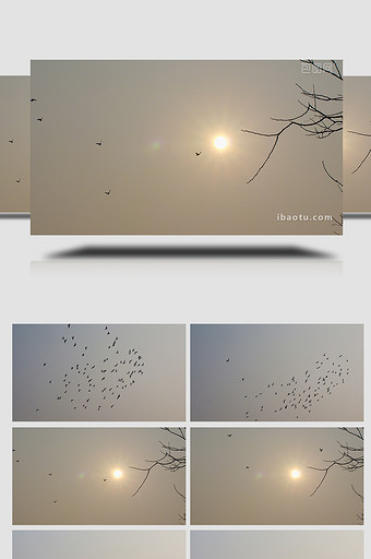动物一群成群鸽子鸟类天空飞翔实拍4K图片