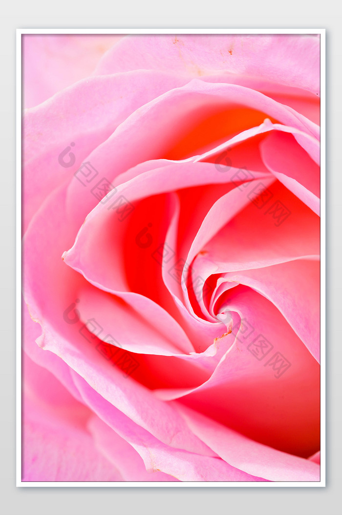 粉色玫瑰花鲜花花瓣图片图片