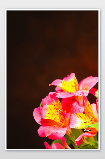 鲜花花朵水仙百合图片