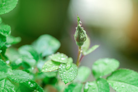 雨天植物上的雨水