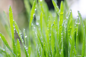 春天雨水叶子上的水珠