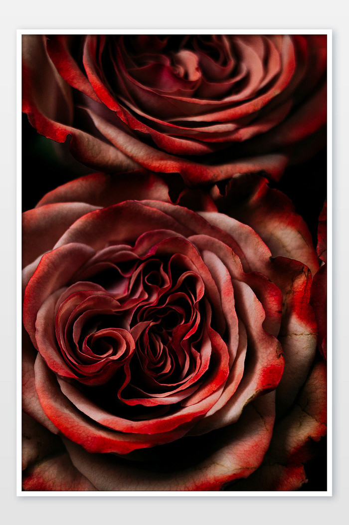 情人节玫瑰花背景图片图片