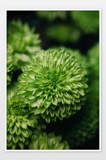 清新风格绿色植物生活背景图片