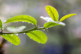 春天雨水树叶水珠