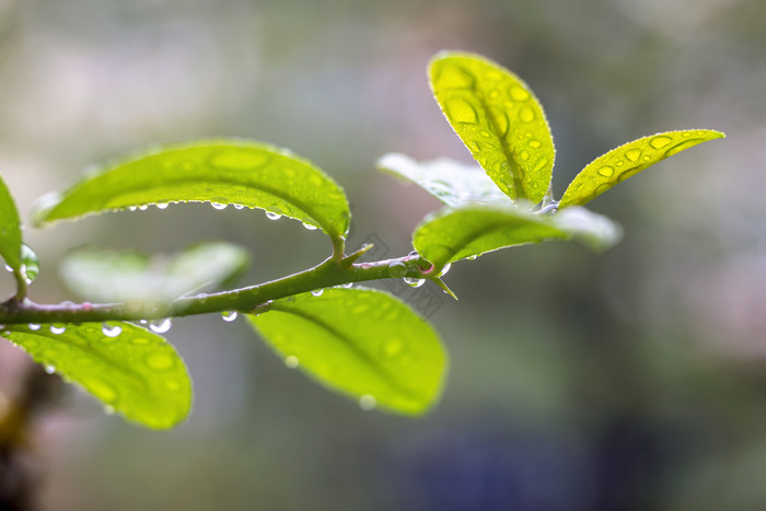 春天雨水树叶水珠图片