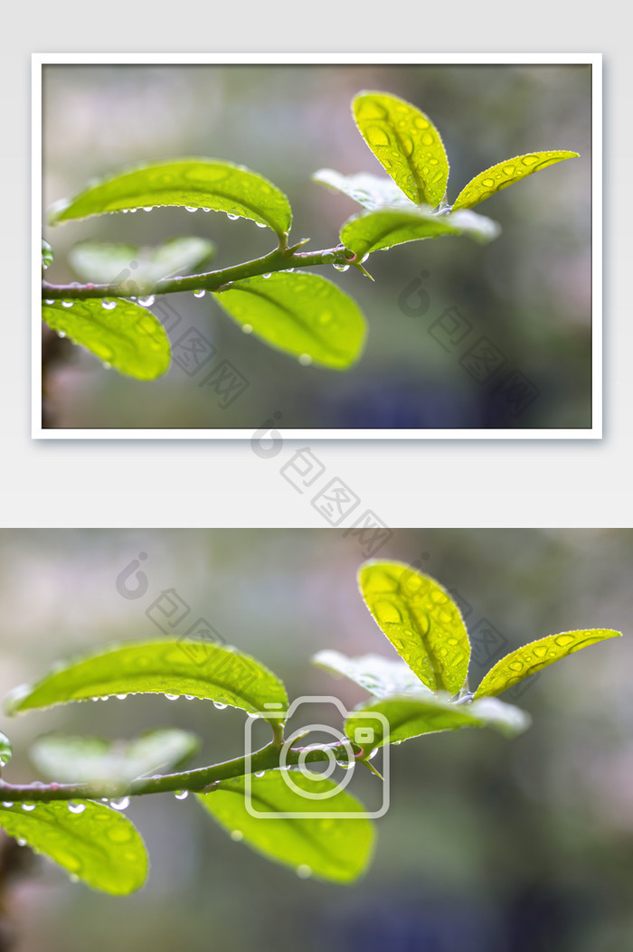 春天雨水树叶水珠