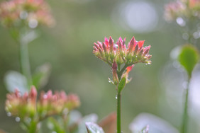 植物上的雨水春天春分