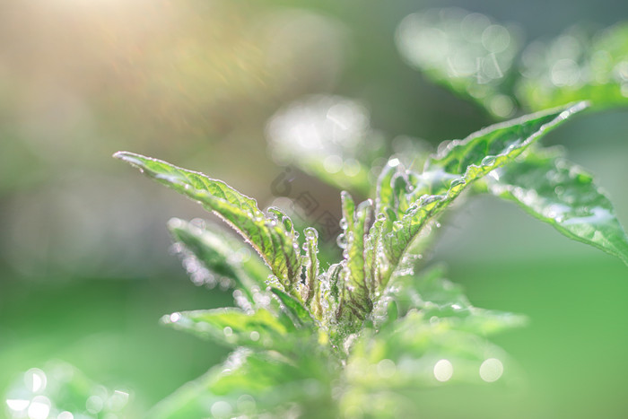 春天雨水植物上水珠图片