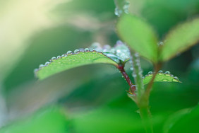 春天雨水叶子上的水珠立春