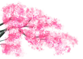 立春雨水植物樱花插画图片
