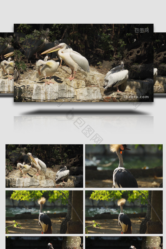 自然简约鹈鹕白鹤各类鸟兽动物实拍
