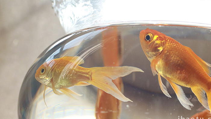 玻璃鱼缸金鱼小鱼水中游自由自在实拍4K