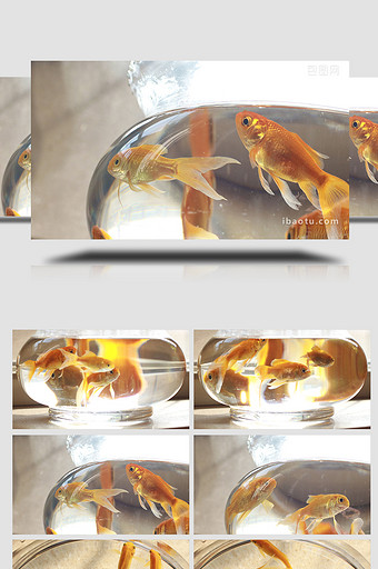 玻璃鱼缸金鱼小鱼水中游自由自在实拍4K图片