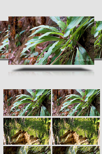 自然原生态山野野外岩石苔藓斑驳实拍4K图片