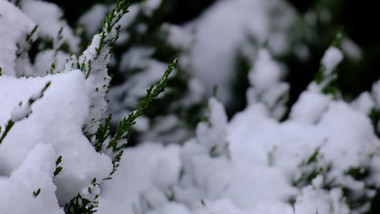 冬季冬天下雪飘雪白雪雪花飘落特写唯美实拍