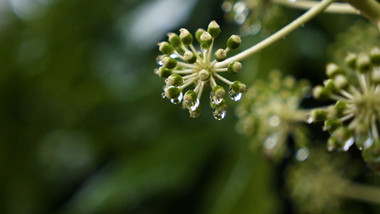 绿色清新挂晶莹水珠的果实意境升格实拍视频