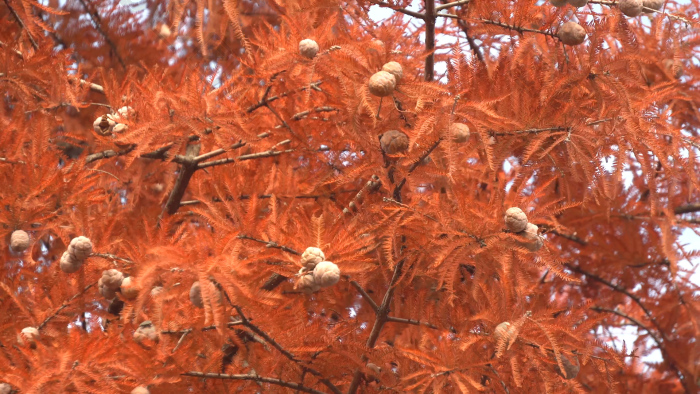 自然秋天水杉果实拍视频
