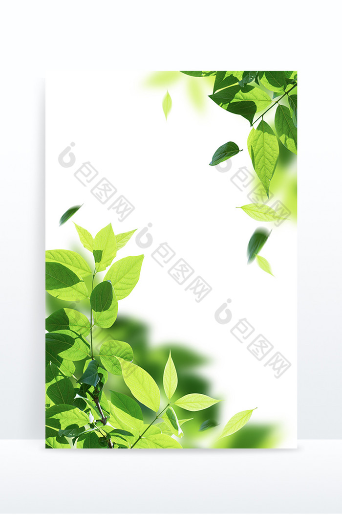 春天节气植物树枝树叶装饰图片图片