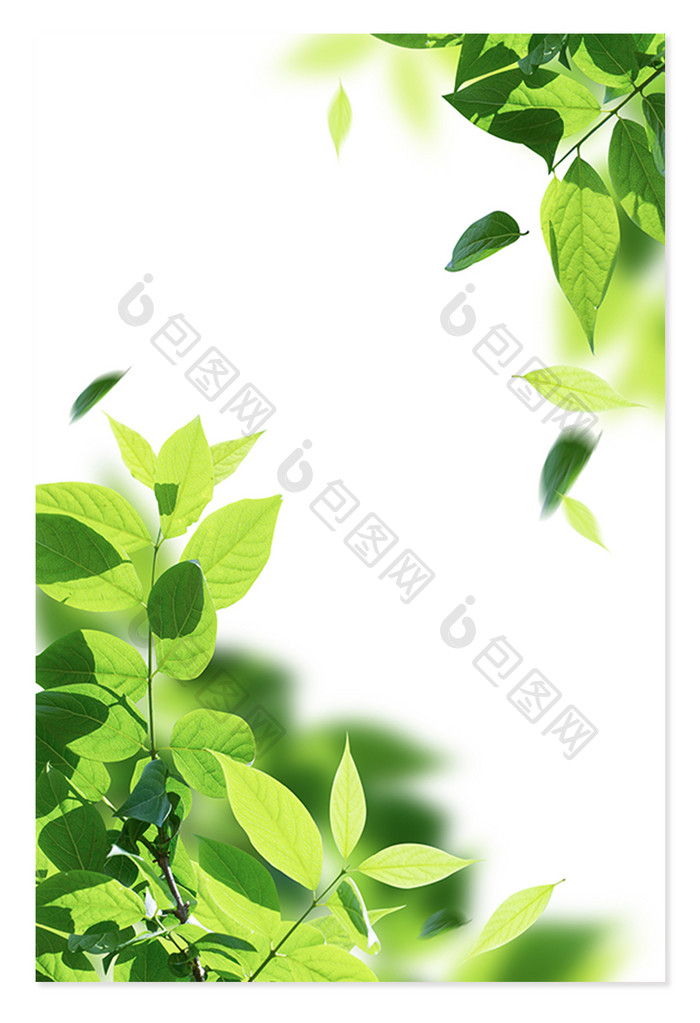 春天节气元素绿色植物树枝树叶装饰