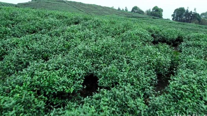 清新茶叶种植基地大片翠绿茶叶航拍