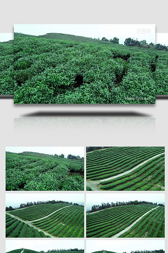 清新茶叶种植基地大片翠绿茶叶航拍图片