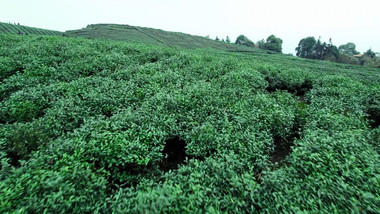 清新茶叶种植基地大片翠绿茶叶航拍